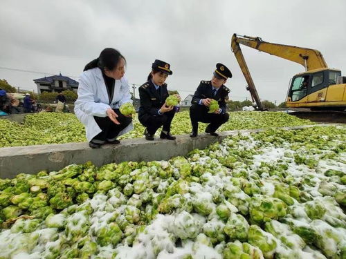 浙江余姚 把牢榨菜加工源头 生产安全放在第一关